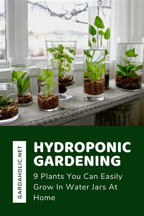 Hydroponic Gardening 9 Plants You Can Easily Grow In Water Jars At Home Indoor Water Garden