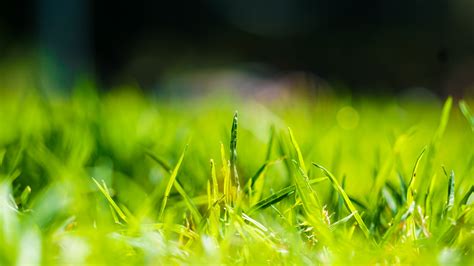 Free Images Nature Branch Dew Light Lawn Meadow Sunlight Leaf