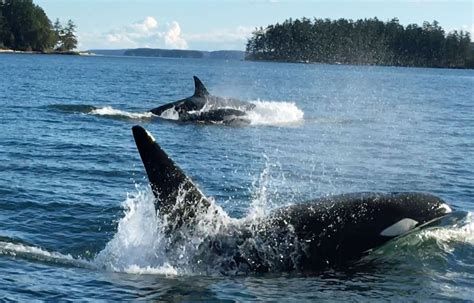 Cest Quoi Cette Histoire Dorques Qui Attaquent Des Bateaux En Mer