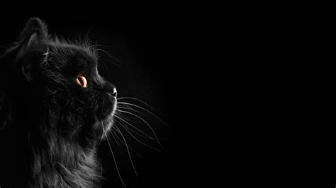 Download Black Cute Cat Hd Wallpaper