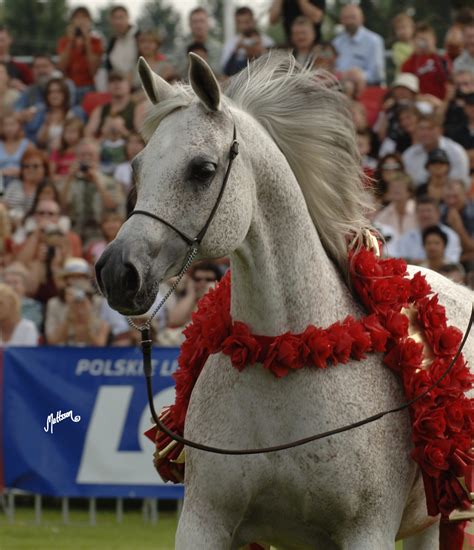 Gaskonia - The Arabian Magazine