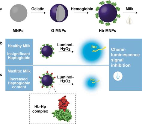 Schematic Illustration Of The Cl Bioassay Concept For Hp Detection A Download Scientific