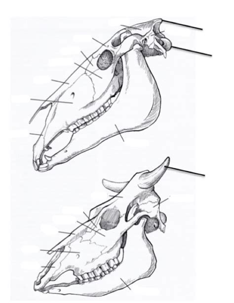 Bovine And Equine Skull Anatomy Lateral View Diagram Quizlet