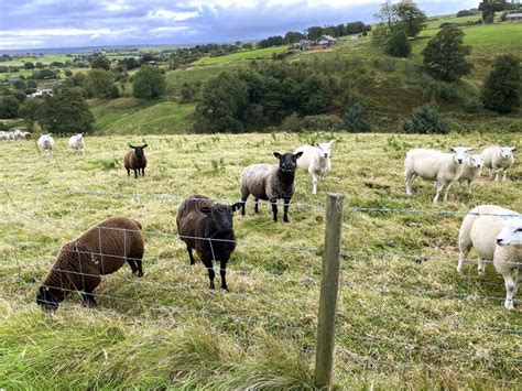 Sheep On The Hills Near Mill Bank Ripponden Uk Stock Image Image