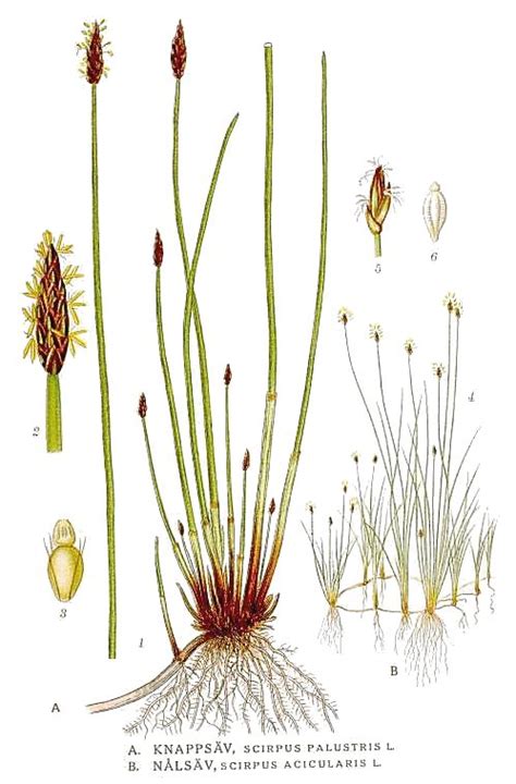 Болотница, ситняг (Eleocharis) - Ландшафтный дизайн своими руками