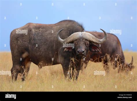 Masai Mara National Park Hi Res Stock Photography And Images Alamy