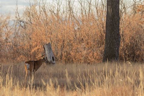 Whitetail Deer Buck in Fall Stock Photo - Image of buck, mammal: 166108688