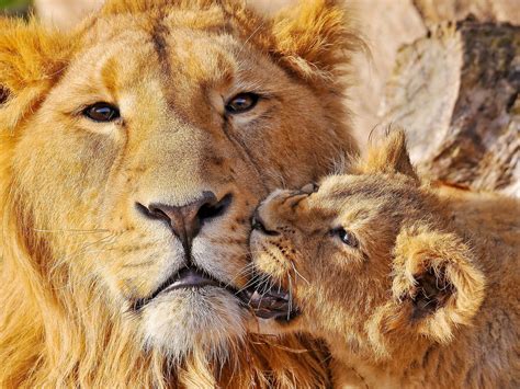 Big cats, Lions, HD Wallpaper | Rare Gallery