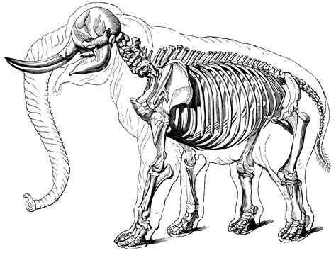 Elephant Skeleton Clipart Etc