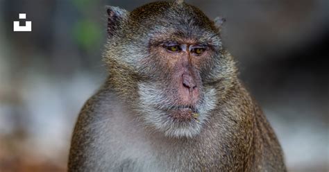 Um Close Up De Um Macaco Com Um Fundo Desfocado Foto Imagem Grátis
