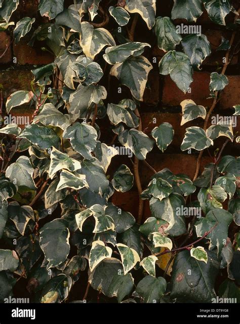 Hedera Canariensis Var Algeriensis Gloire De Marengo Ivy Climbing On An