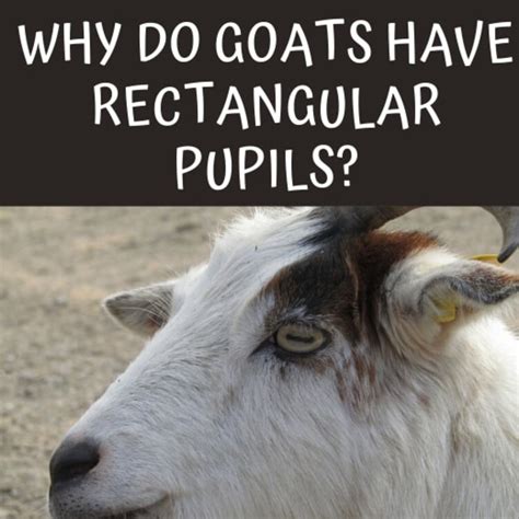 Why Do Goats Eyes Have Weird Rectangular Pupils? - Owlcation