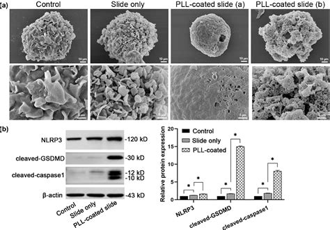 Figure 1 From Poly L Lysine Caused Cell Adhesion Induces Pyroptosis In