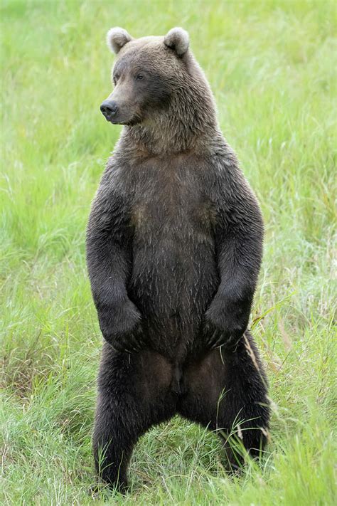 Subadult Brown Bear Standing Photograph By Mark Kostich Fine Art America