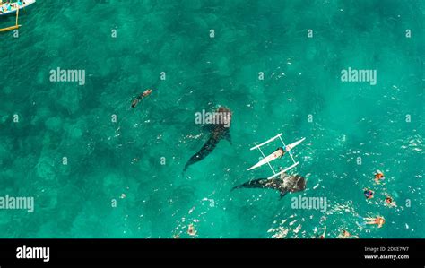 People Snorkeling And And Watch Whale Sharks From Above Oslob A