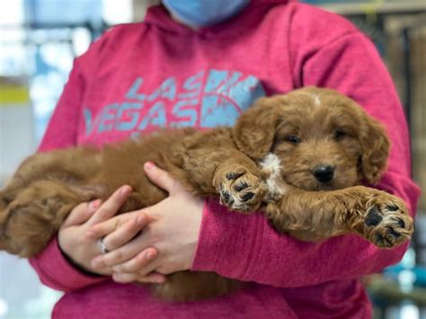 Cavapoo Puppies In Las Vegas Top 7 Breeders