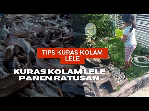 KURAS KOLAM LELE PANEN RATUSAN EKOR KITA BAGI KE TETANGGA YouTube