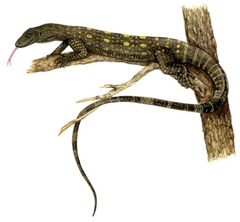 Crocodile Monitor Teeth