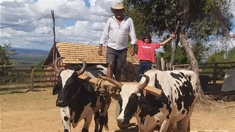 Passeandode Carro De Boi Na Fazenda De Paulo De Marinho é Familia