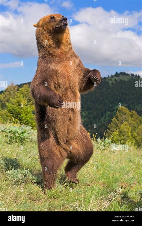Grizzly Bear Standing On Back Legs Stock Photo Alamy