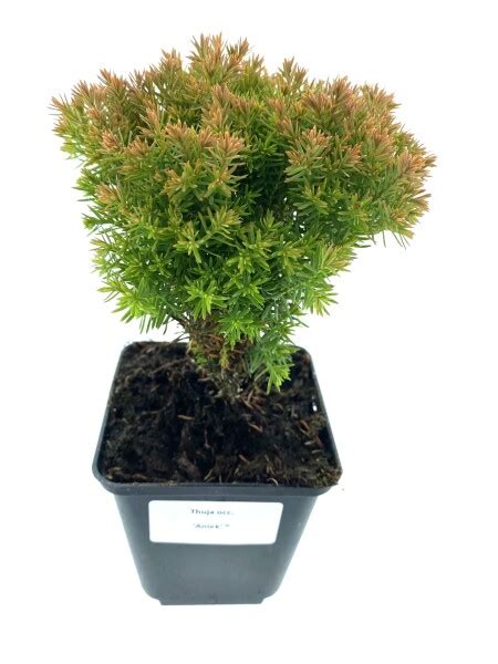 Leenders Plants Bv Thuja Occ Anniek Pbr