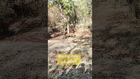 Bandhavgarh National Park Tiger Reserve Umaria Madhya Pradesh Nationalpark