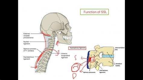 Supraspinous Ligament Vertebral Column Youtube