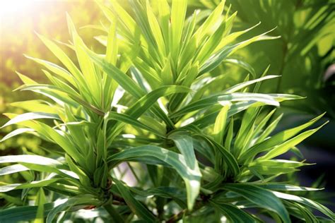 How To Grow Eucalyptus From Cuttings Experts Guide Foliage Friend