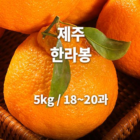 산지직송제주 한라봉5kg1820과 새농