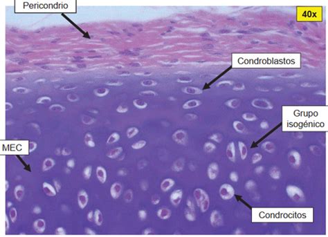 Histología Tejido Cartilaginoso Flashcards Quizlet
