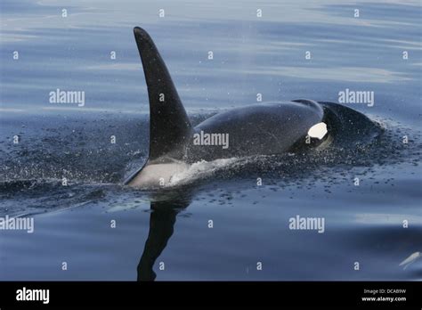 Adult Male Orca Orcinus Orca Also Known As Killer Whale Surfacing