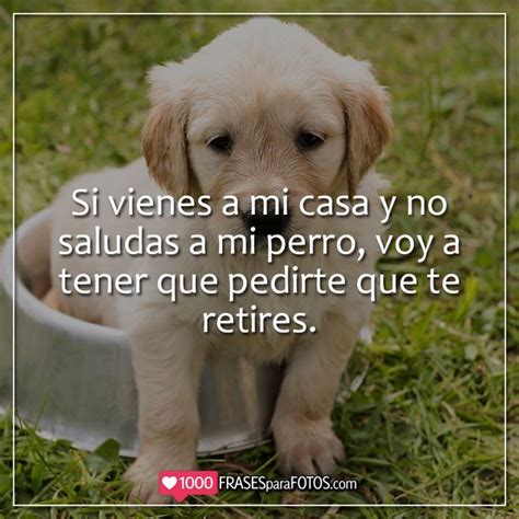 Frases Bonitas Para Tu Perro Actualizado Diciembre 2024