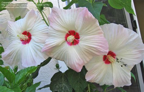 Plantfiles Pictures Sacramento Rose Mallow Delta Hibiscus River Mallow Woolly Rose Mallow