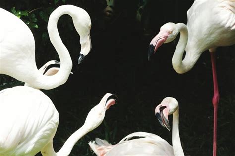 Premium Photo High Angle View Of Flamingos At Forest