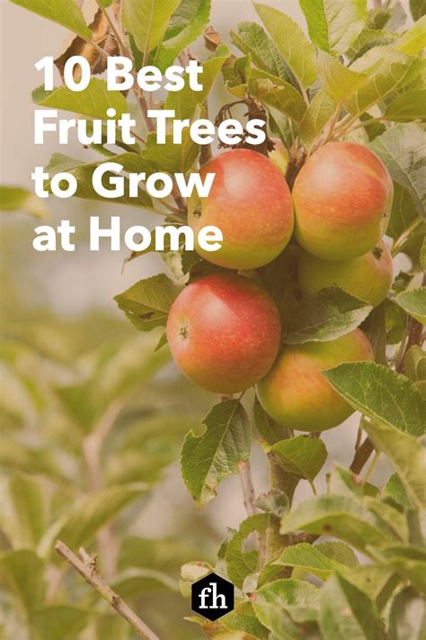 10 Best Types Of Fruit Trees To Grow In Your Backyard Fruit Trees