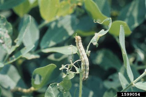 Corn Earworm Tomato Fruitworm Helicoverpa Zea