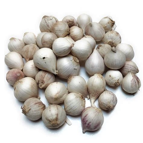 Organic Solo Garlic Wild Single Clove Garlic Java Solo Garlic Single