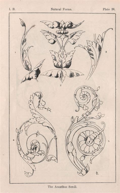 Surface Fragments How To Draw The Acanthus Part I