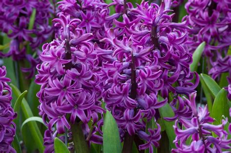 Hyacinth Purple Sensation Bulbs | Wholesale Prices | Colorblends®