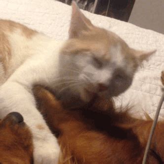 Cat Playing GIF - Find & Share on GIPHY