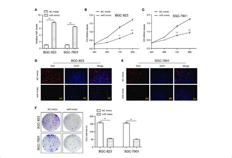 Mir 1224 Affected The Proliferation Of Sgc 7901 And Bgc 823 Cells Download Scientific