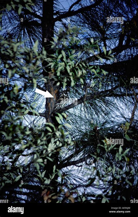 Flammulated Owl Hi Res Stock Photography And Images Alamy