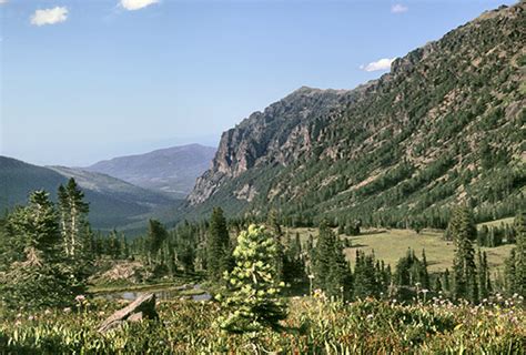 Grizzly Bears Are Reoccupying The Gallatin Range North Of Yellowstone