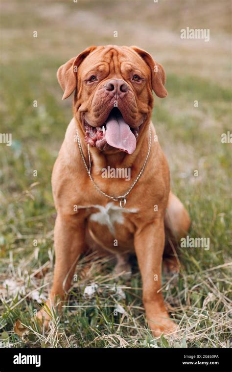 Portrait Dogue De Bordeaux Dog French Mastiff Pet Stock Photo Alamy