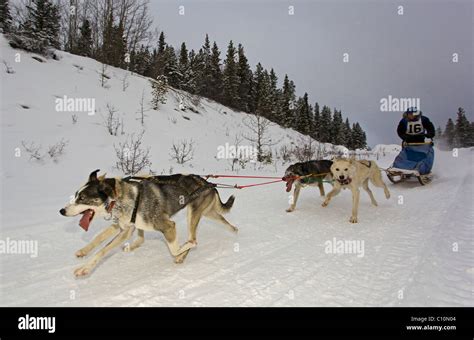 Running sled dogs, dog team, Alaskan Huskies, musher, dog sled race ...