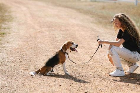 Dog Leash Training [A Step-by-Step Guide]