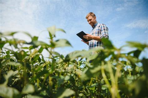 Agronom Der Sojabohnenkulturen Im Landwirtschaftlichen Feld