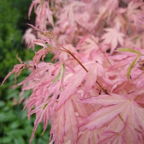 Acer Palmatum Taylor Pink Japanese Maple