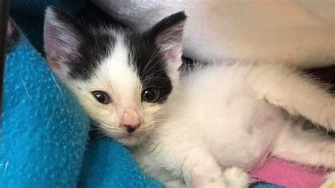 Bedford Stowaway Kitten Survives Lorry Trip From Romania BBC News