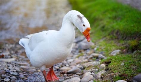 289+ Names for your Baby Goose - Farmhouse Guide